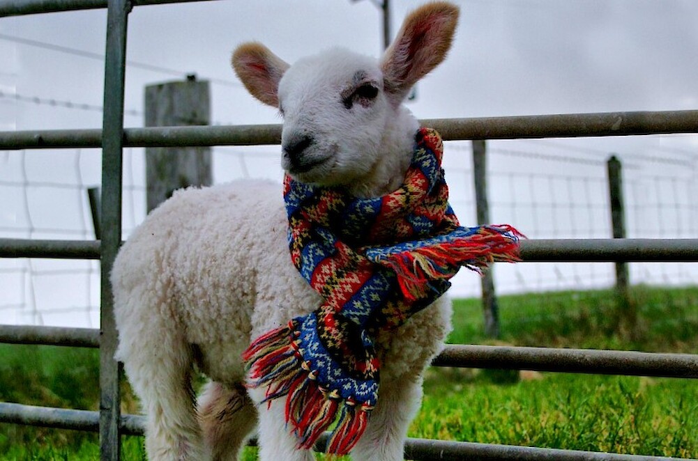 Lamb & scarf