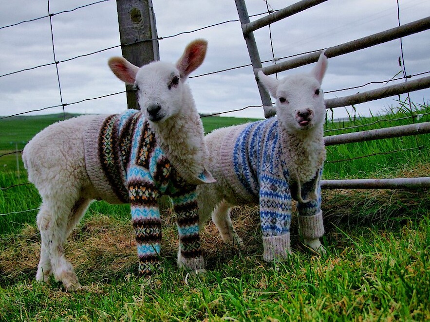 Lambs in jumpers