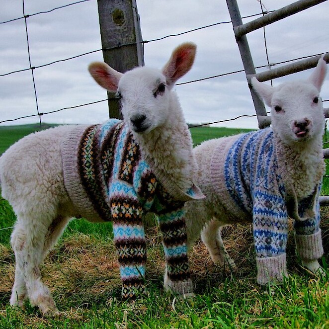 Lambs in jumpers