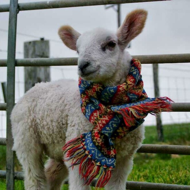 Lamb & scarf
